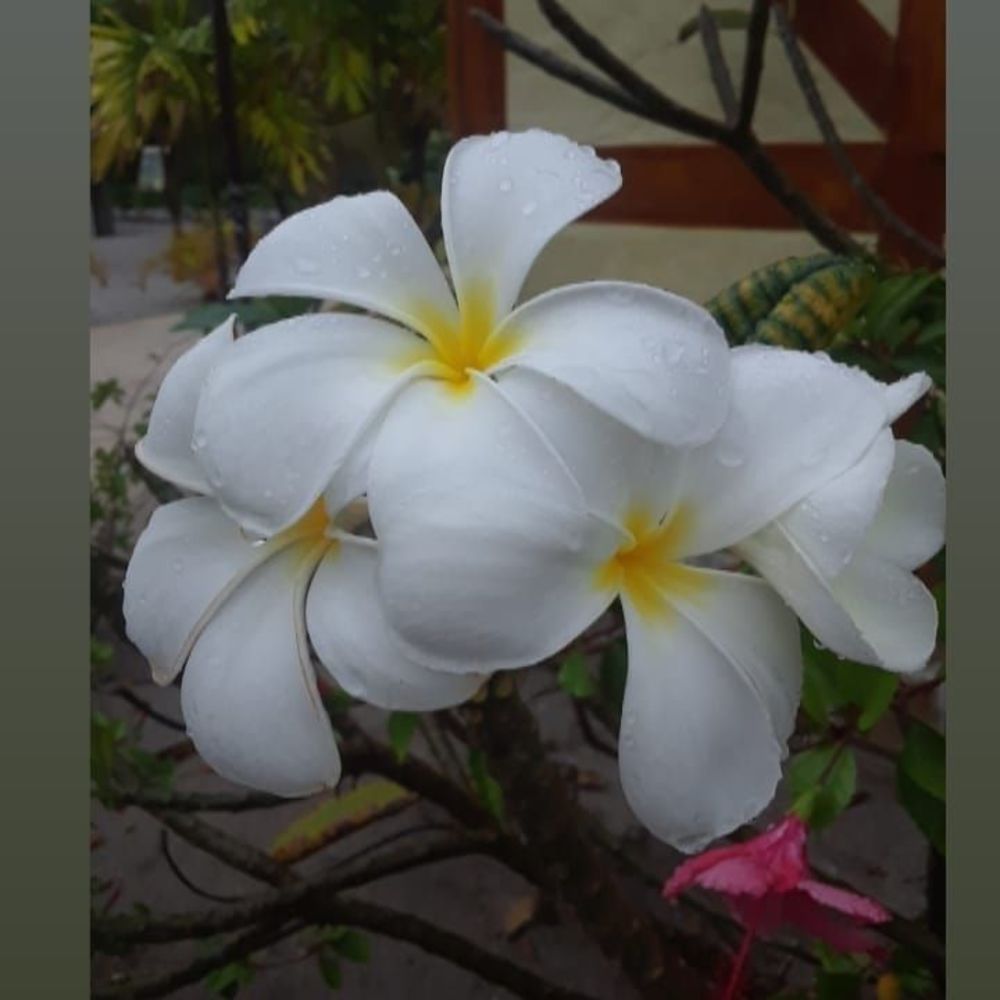 Meet your Posher, Samantha